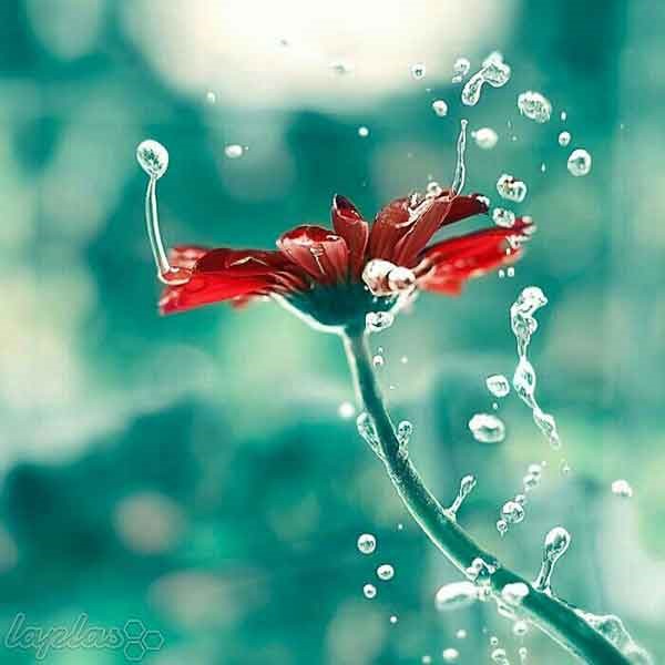 امروز با حافظ