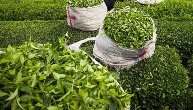 خرید تضمینی ۹۱ هزار تن برگ سبز چای