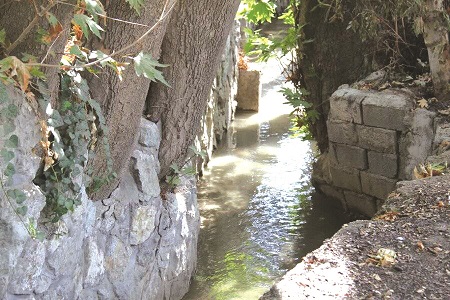 نجات باغات تاریخی کلاک از خشکیدگی
