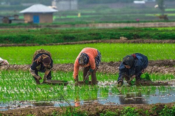معرفی ارقام جدید برنج برای سازگاری با تغییر اقلیم