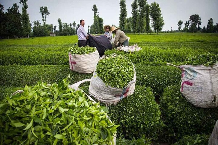 رشد ۱۷ درصدی تولید برگ سبز چای در کشور